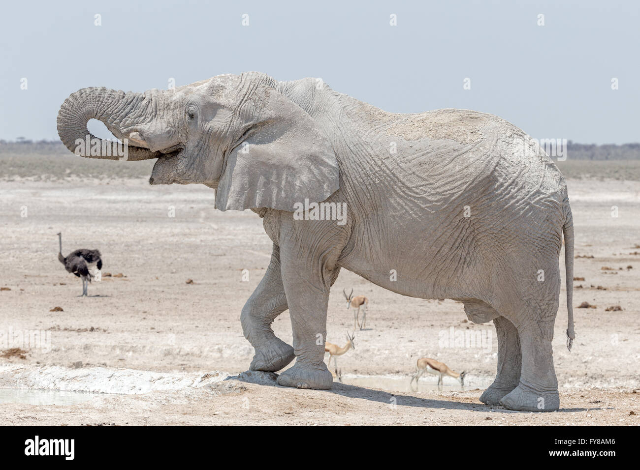 'Ghost' bull elephant, so called due to the whiteness of the clay used as a sunscreen, Etosha National Park, Namibia Stock Photo