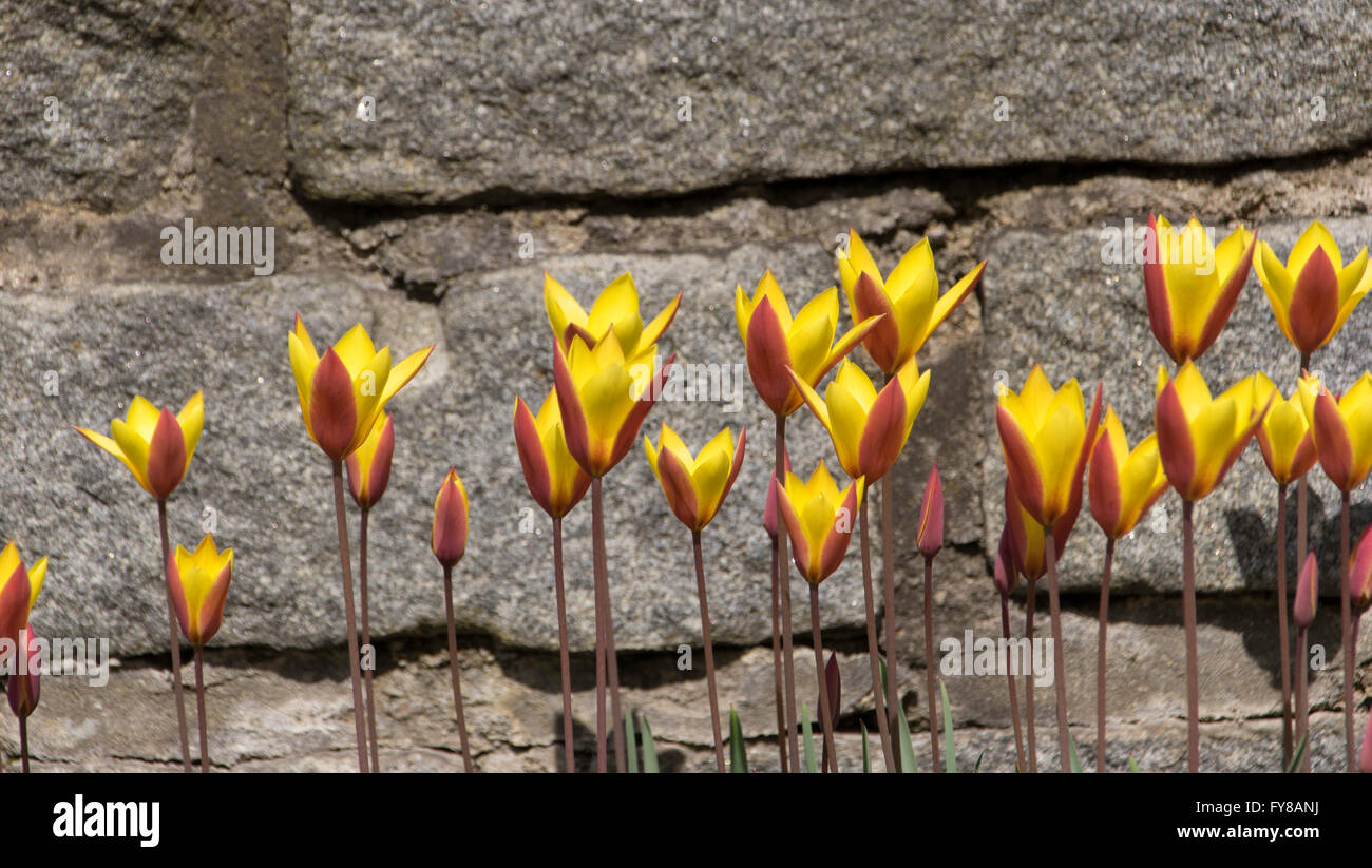 Yellow-red tulips . Stock Photo