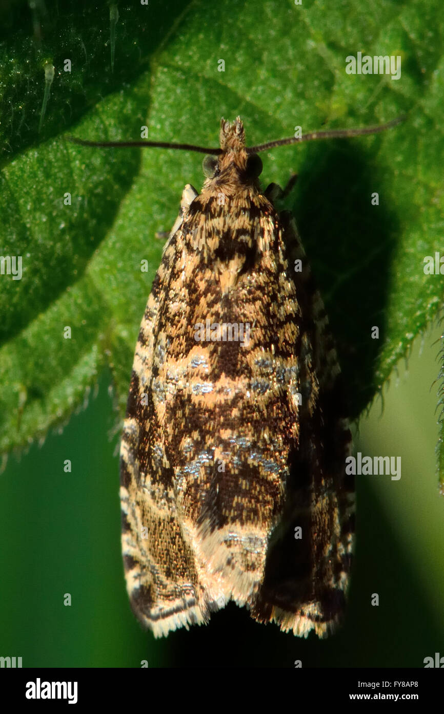 Celypha lacunana tortrix micro moth from above. Small British insect in the family Tortricidae, in the order Lepidoptera Stock Photo