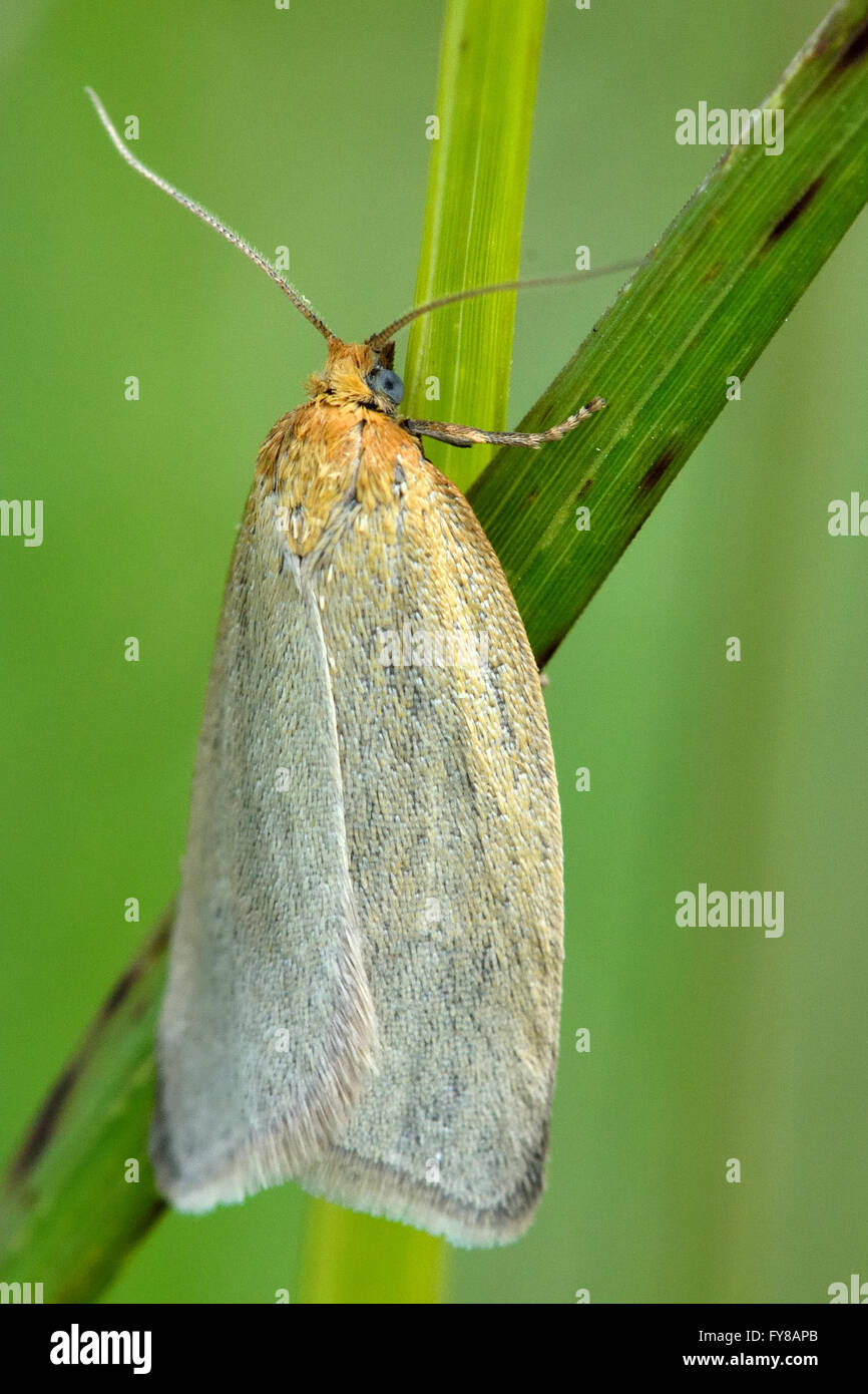 Timothy tortrix (Aphelia paleana) micro moth. Small British insect in the family Tortricidae, in the order Lepidoptera, at rest Stock Photo