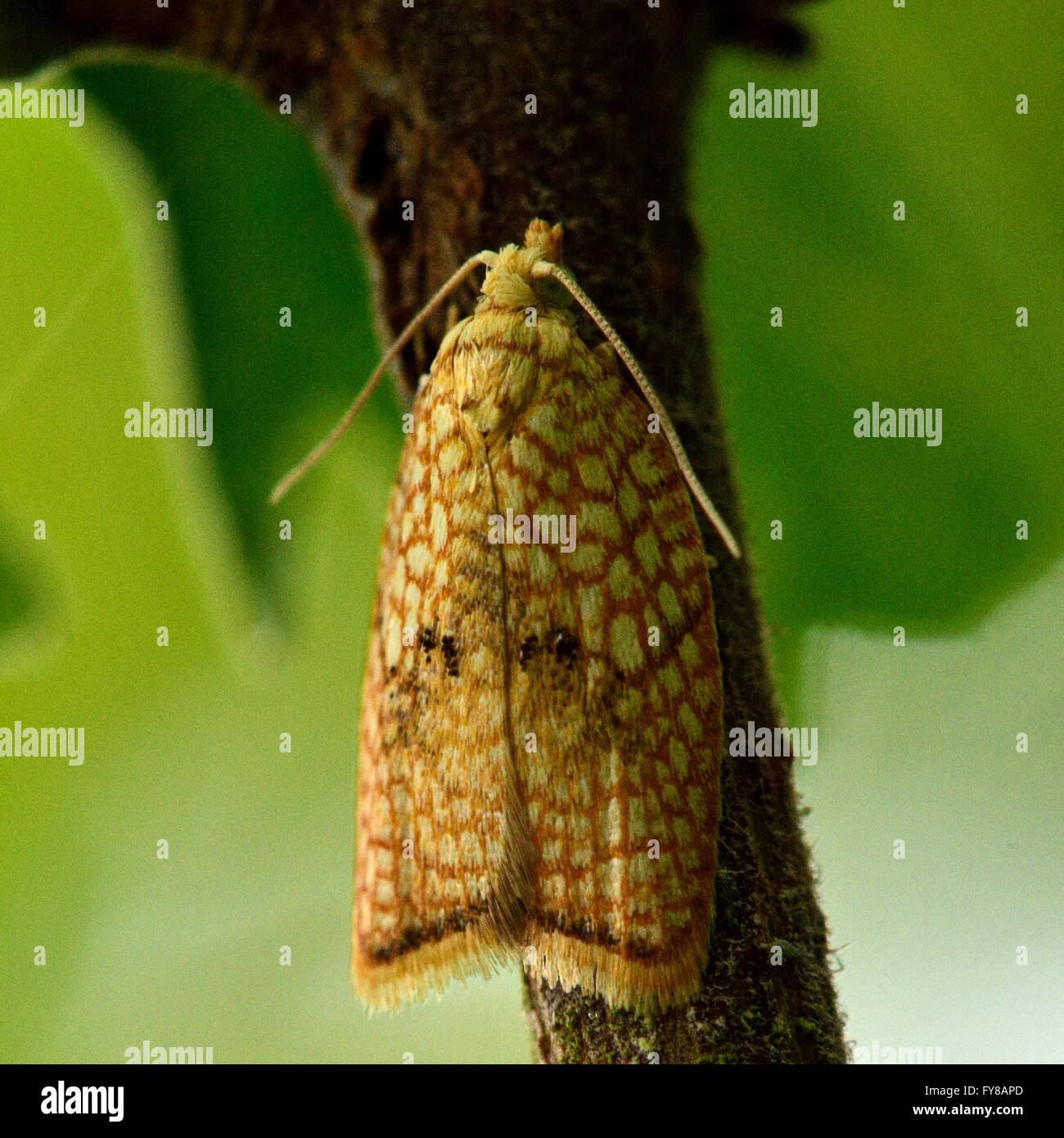 Acleris forsskaleana tortrix micro moth. Small British insect in the family Tortricidae, in the order Lepidoptera, at rest Stock Photo