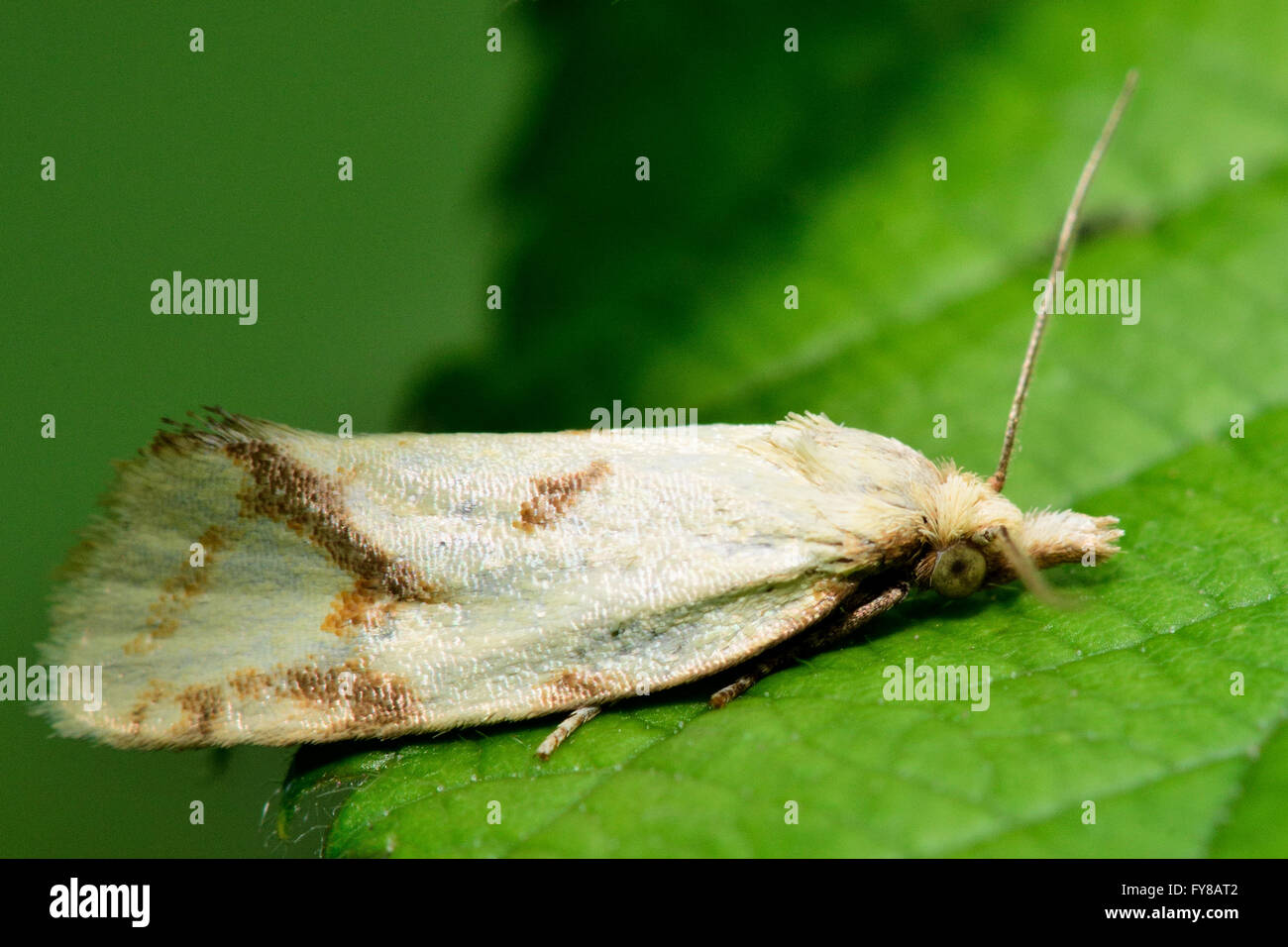 Agapeta hamana tortrix micro moth. Small British insect in the family Tortricidae, in the order Lepidoptera, at rest Stock Photo