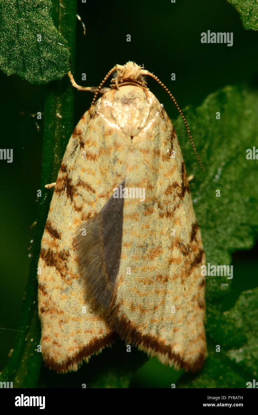 Aleimma loeflingiana tortrix micro moth showing fringe of cilia on hind wing. Small British insect in the family Tortricidae Stock Photo