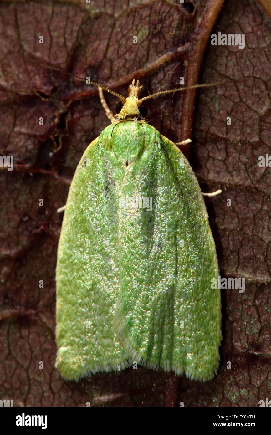 Green oak tortrix (Tortrix viridana) micro moth from above. Small British insect in the family Tortricidae, in order Lepidoptera Stock Photo
