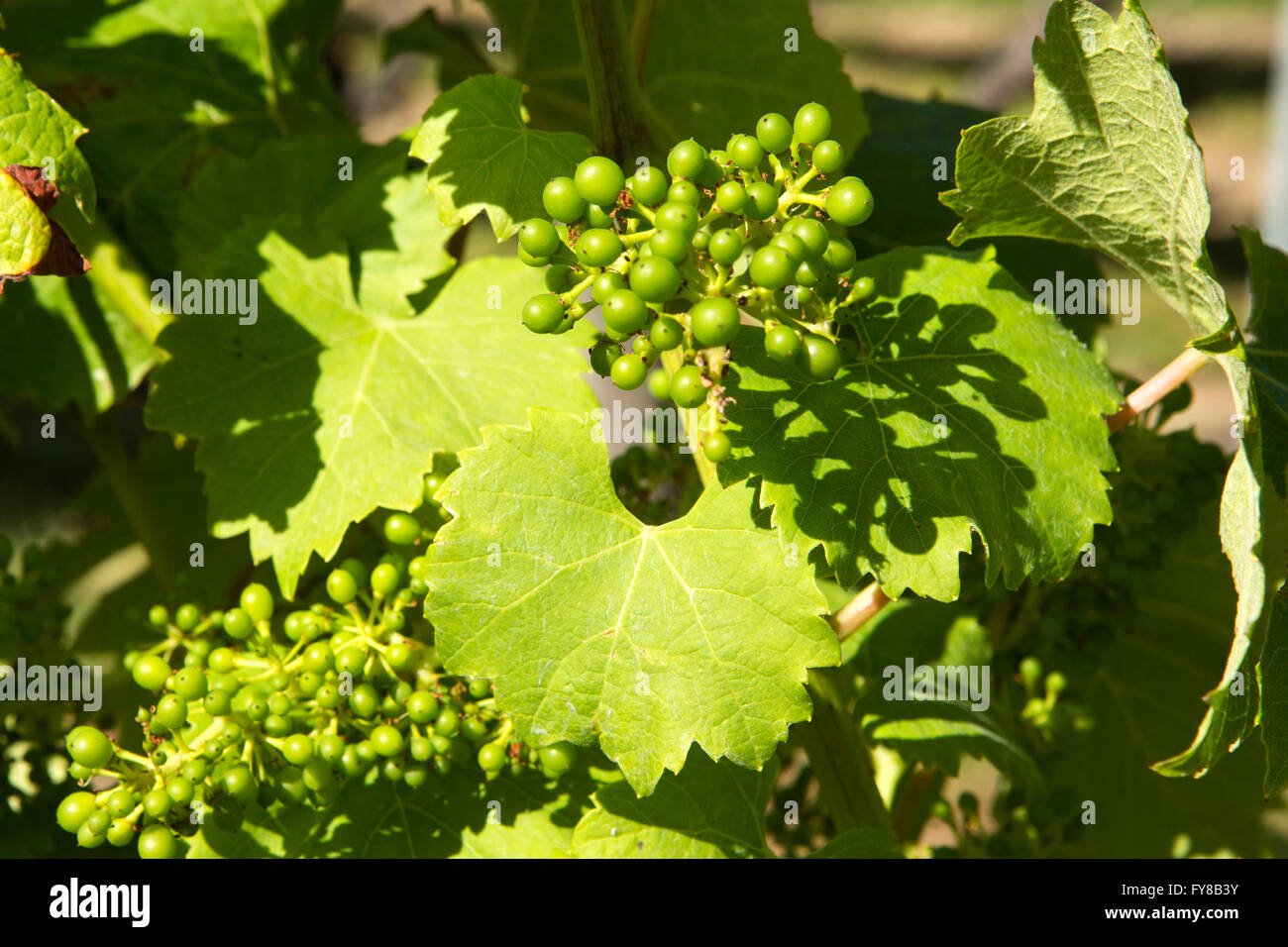 UK, Kent, Smallhythe, Chapel Down Vineyard, grapes growing on vine to