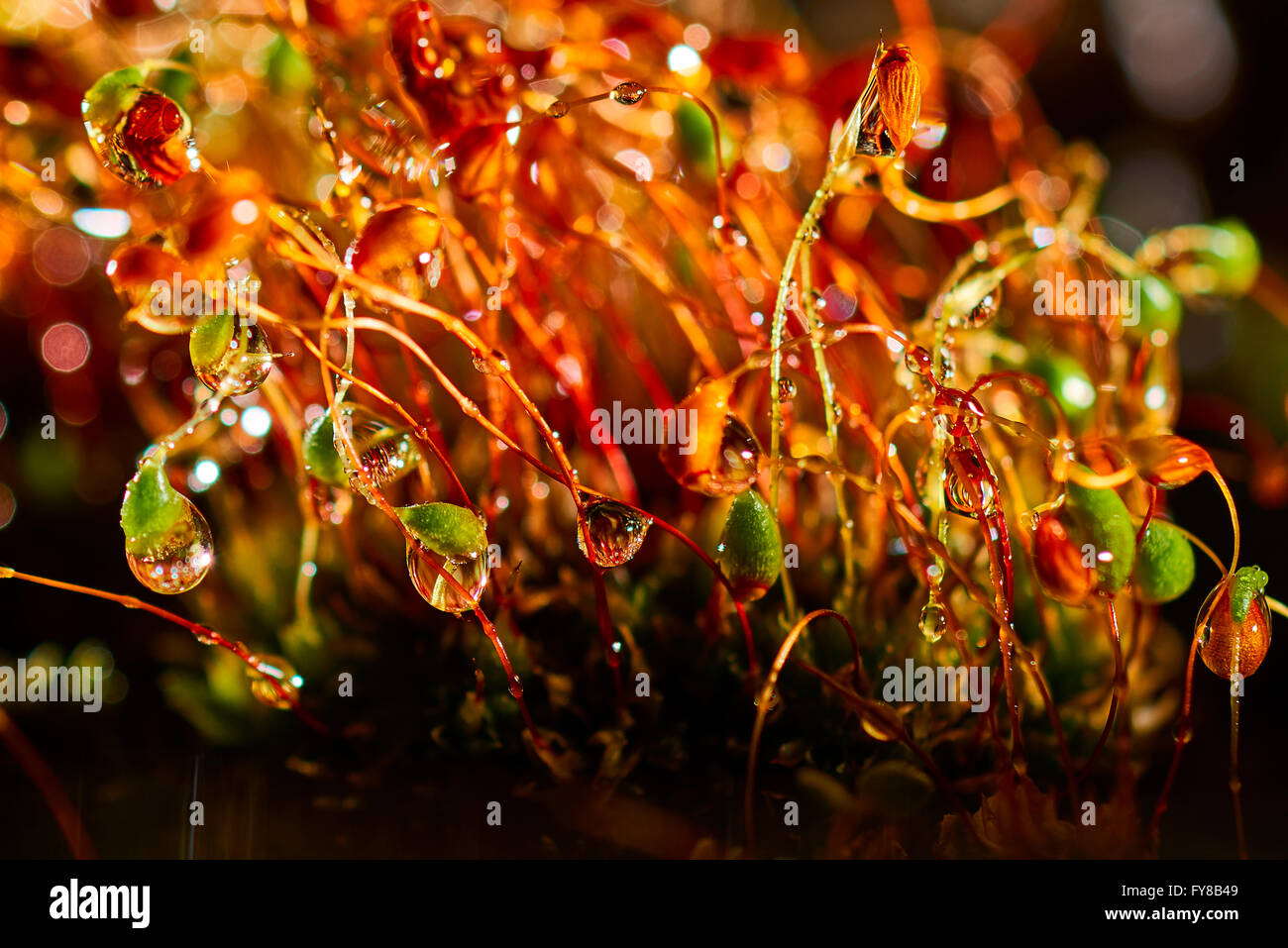 Drops of Water on the Grass at night Stock Photo