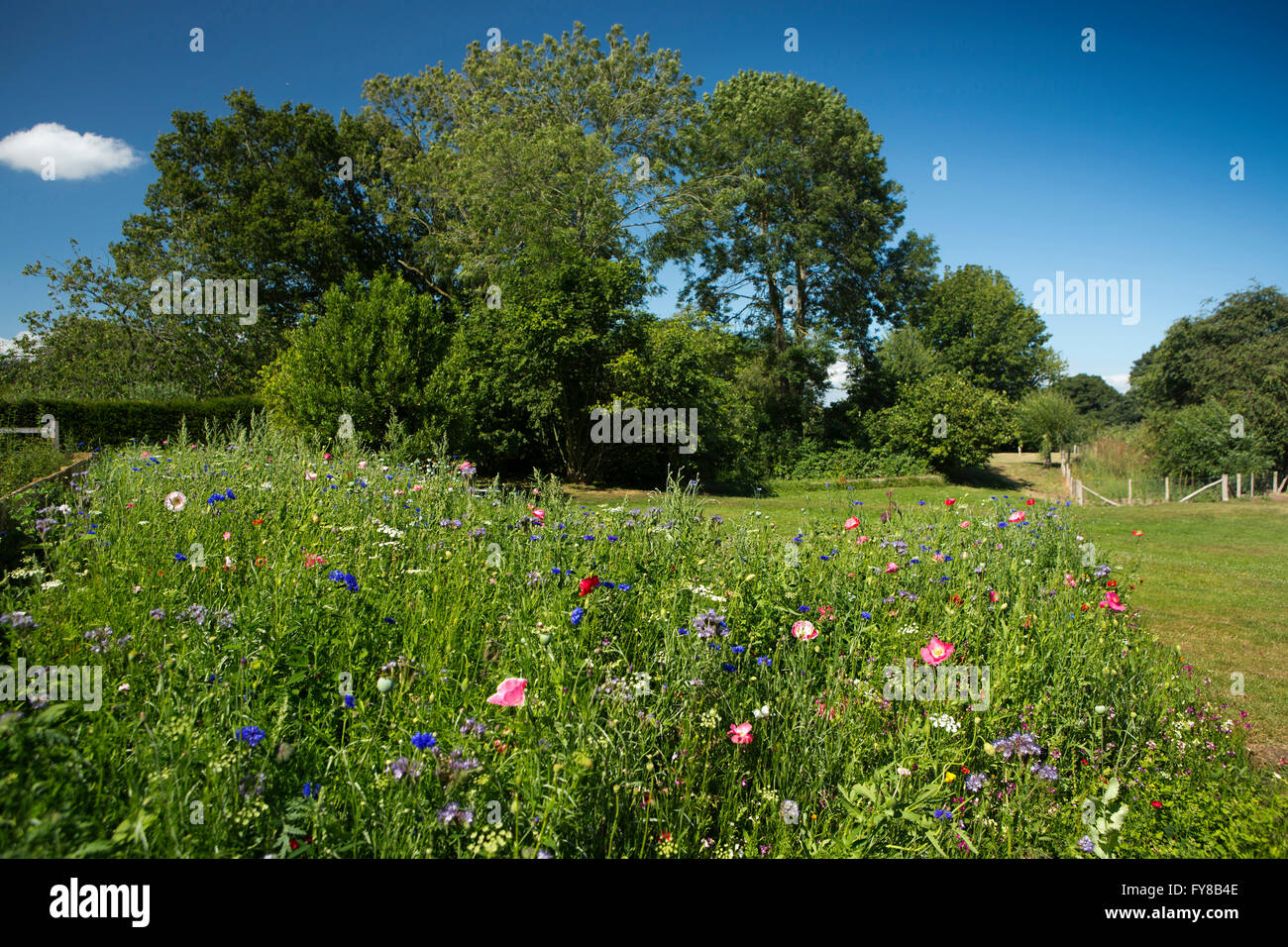 UK, Kent, Smallhythe, Smallhythe Place garden, wild flowers growing at edge of lawns Stock Photo