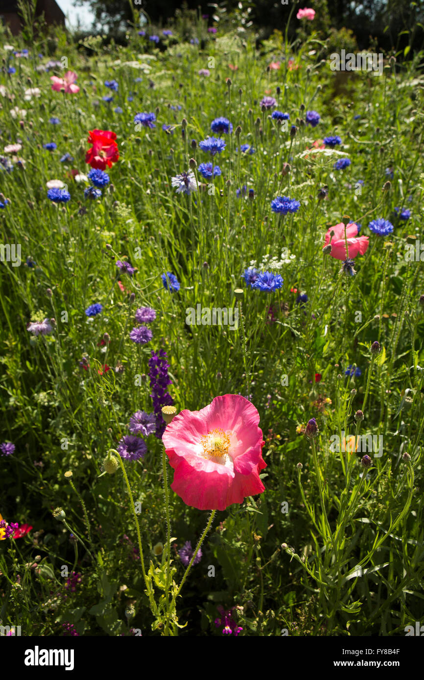 UK, Kent, Smallhythe, Smallhythe Place garden, wild flowers growing at edge of lawn Stock Photo
