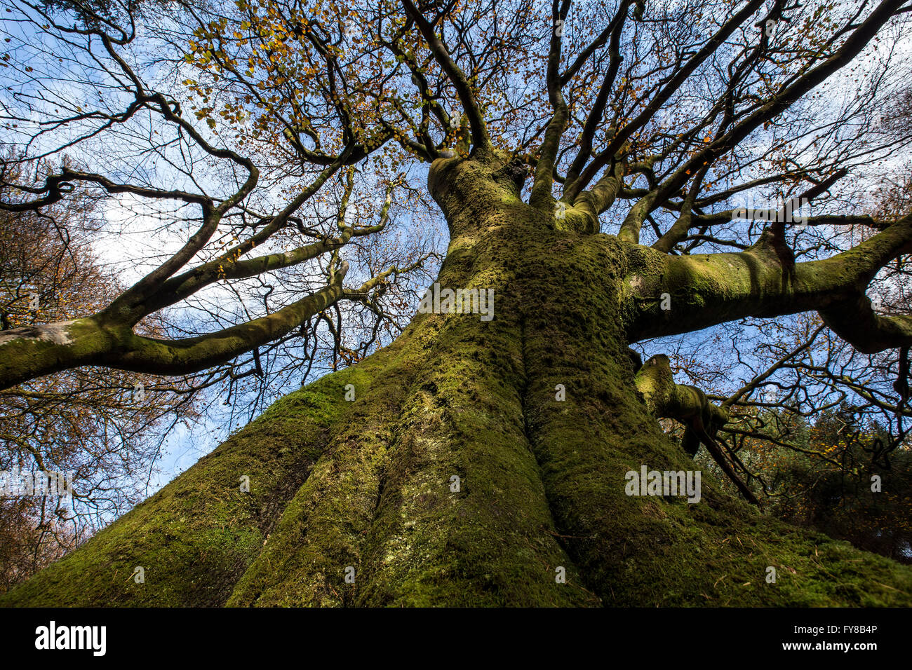 tree and branches Stock Photo