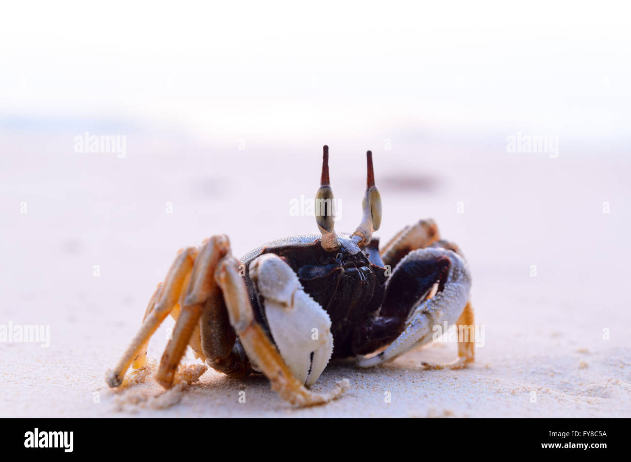Crabbing bucket and line hi-res stock photography and images - Alamy