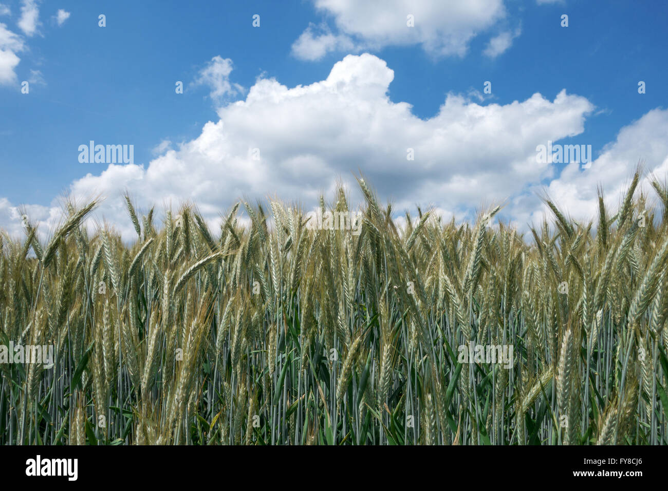 Strong green wheat in close-up Stock Photo