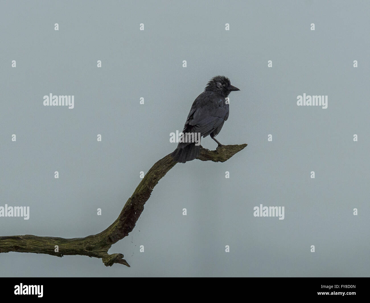 Jackdaw (Corvus monedula) on branch silhouette against grey sky background. Stock Photo