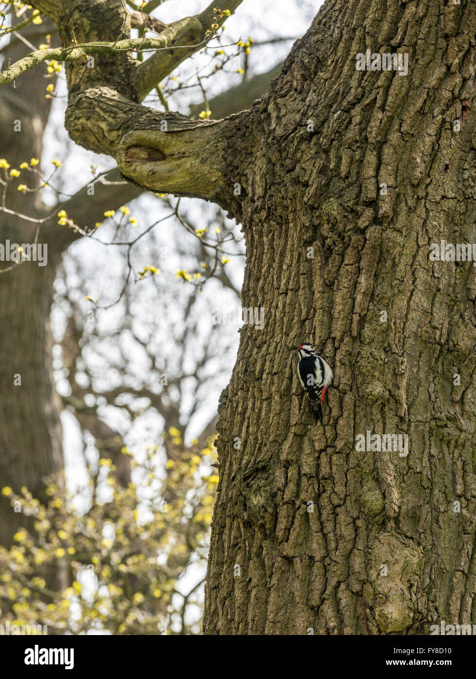 Great Spotted Woodpecker (Dendrocopos major) foraging in a natural woodland countryside setting. Stock Photo