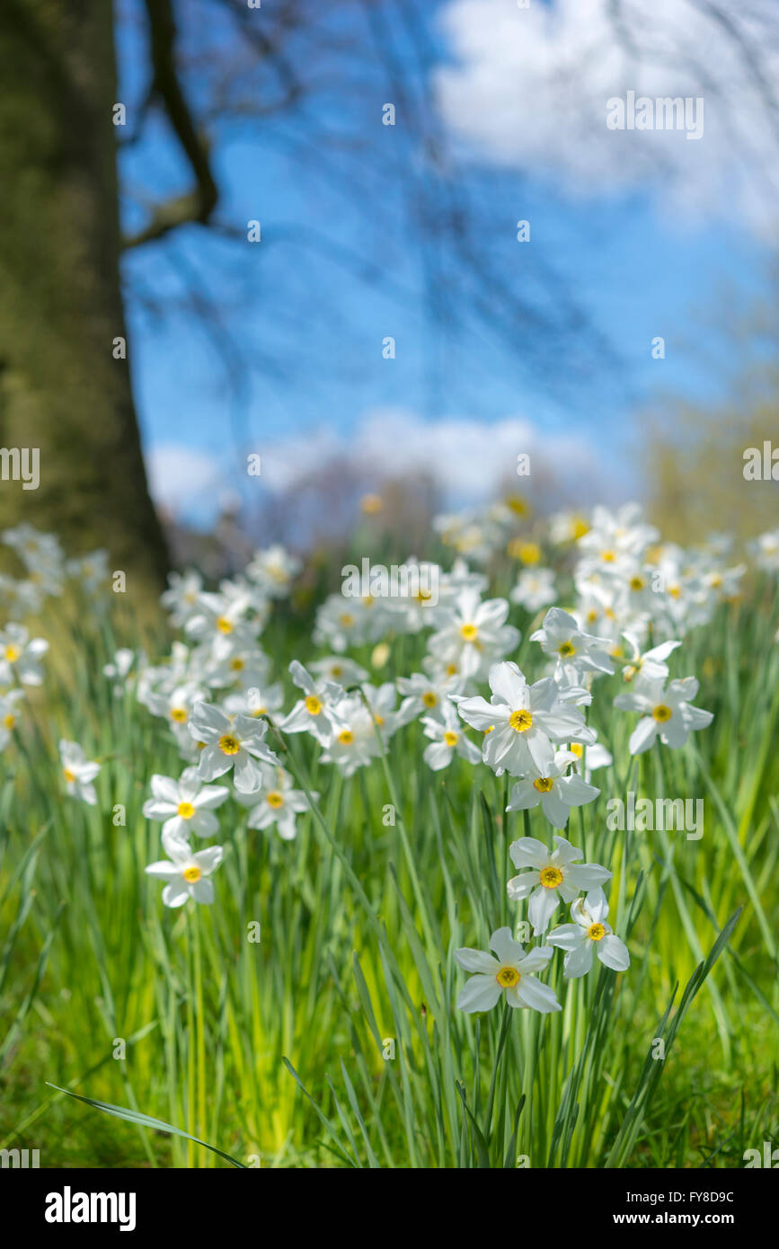 Single white daffodils flowering beneath trees in bright spring sunshine. A gorgeous image of spring colour and light. Stock Photo
