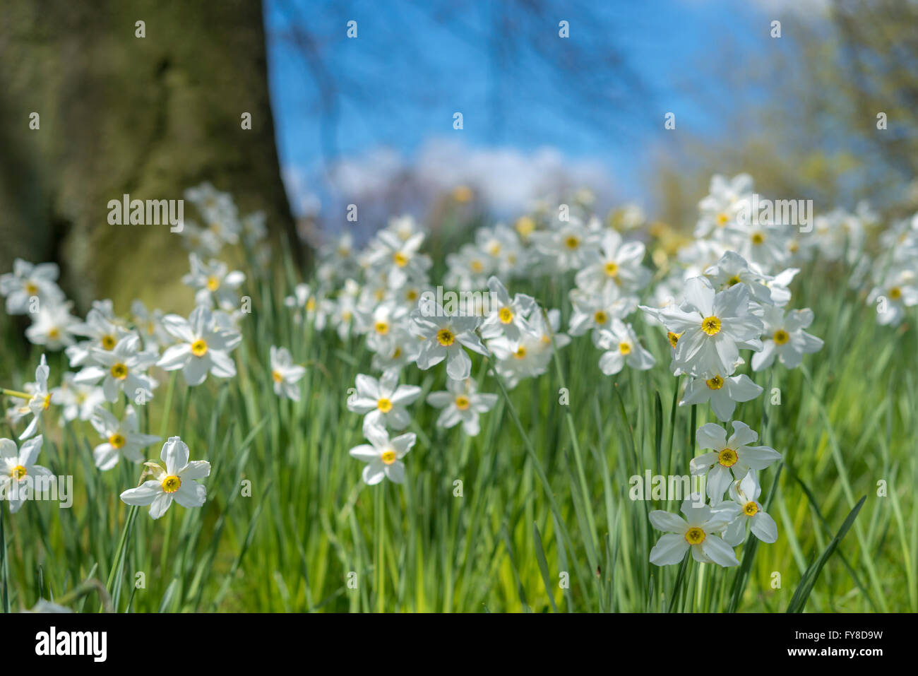 Single white daffodils flowering beneath trees in bright spring sunshine. A gorgeous image of spring colour and light. Stock Photo