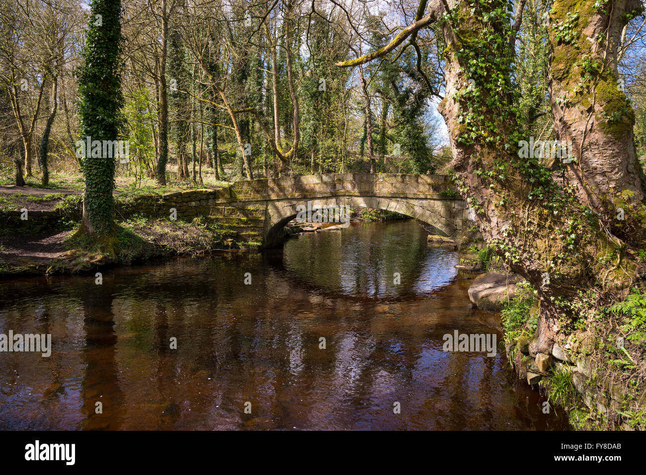 Rivelin Valley Spring A sunny spring day in the Rivelin valley near Sheffield Stock Photo - Alamy