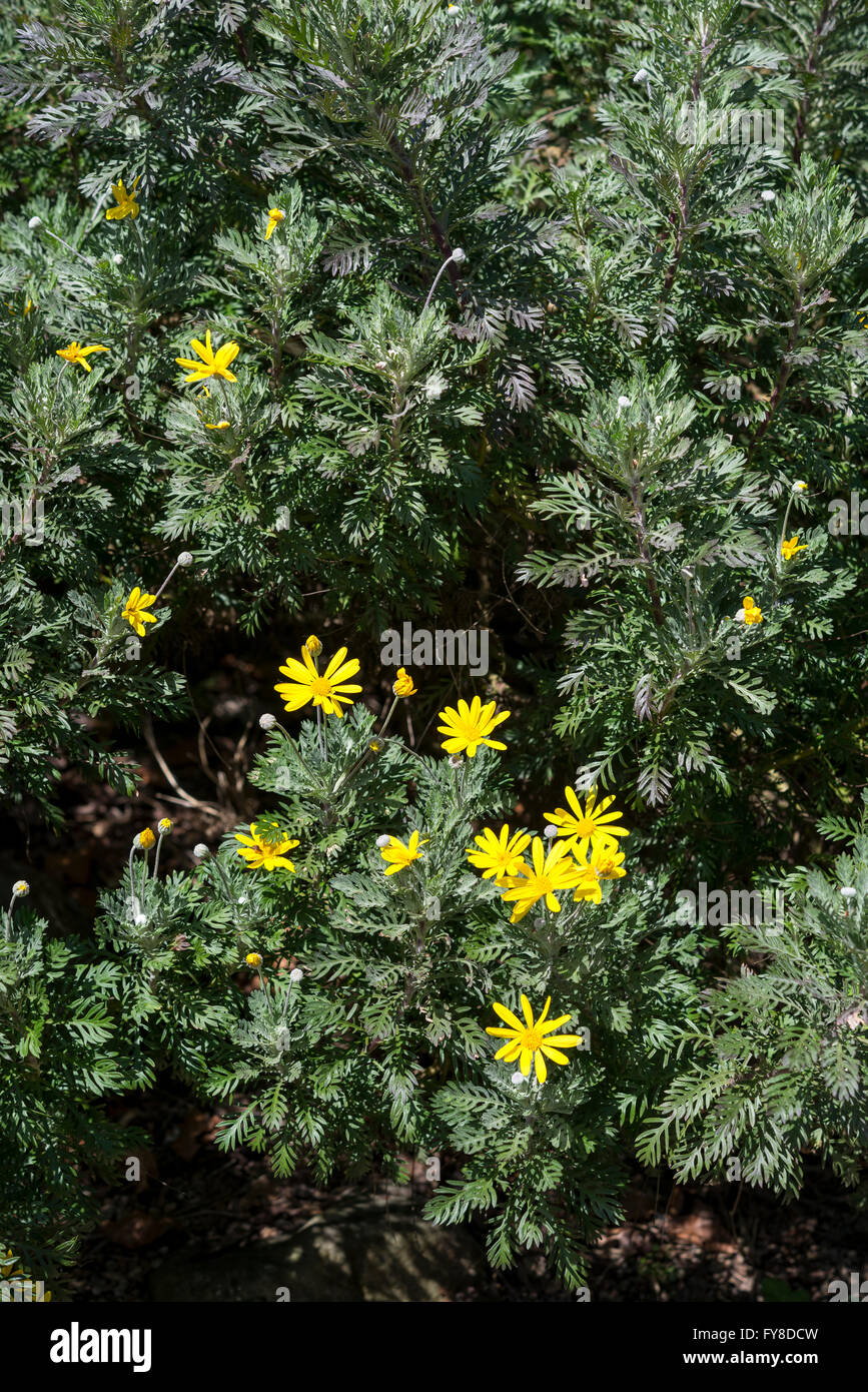 Euryops pectinatus (golden daisy bush, grey-haired euryops). A tender shrubby plant with silvery grey leaves and yellow flowers Stock Photo
