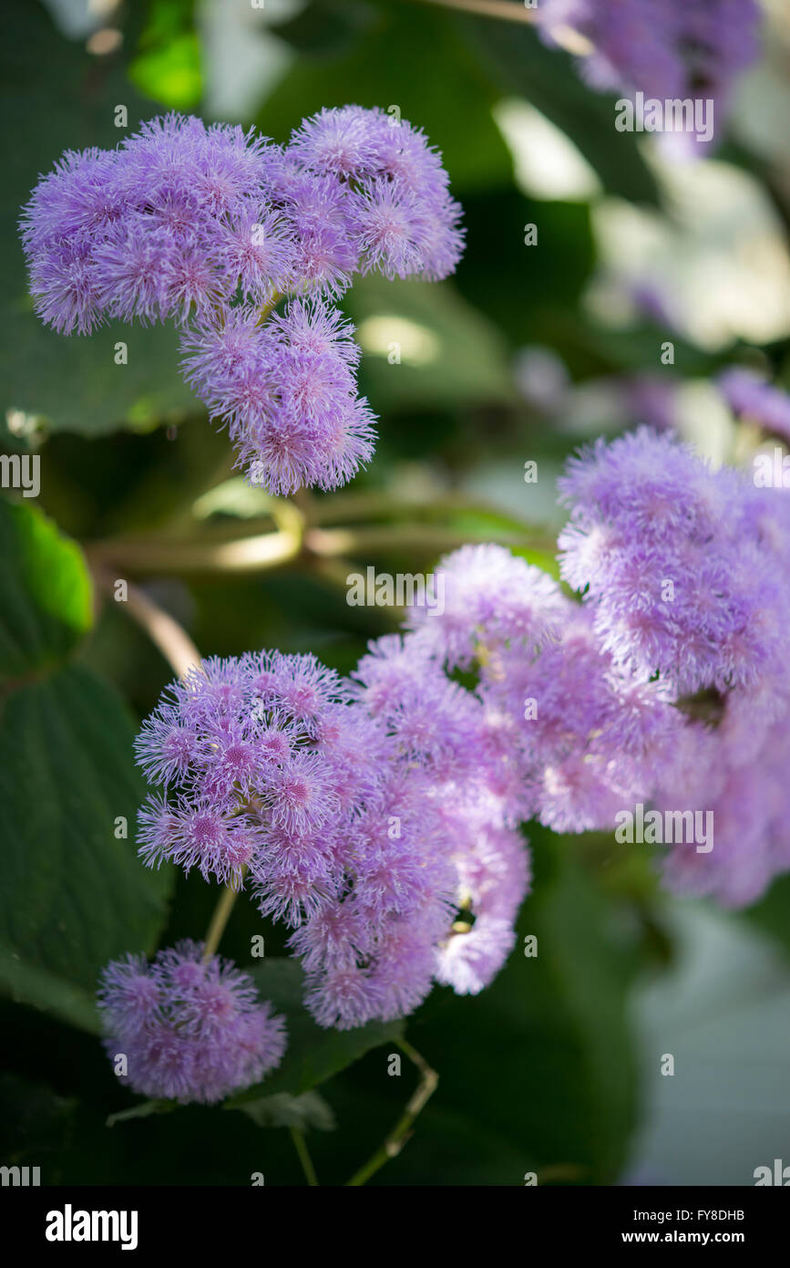 A large shrubby species of Ageratum with pale lilac flowers, growing in glasshouses at Sheffield botanical garden. Stock Photo