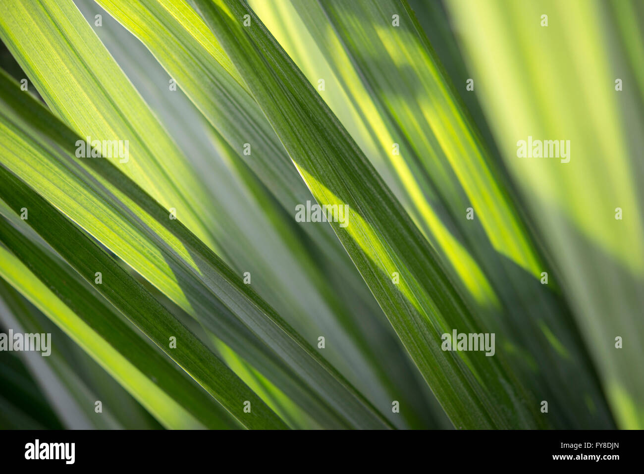 Abstract image of Astelia foliage with sunlight creating a striped pattern. Stock Photo