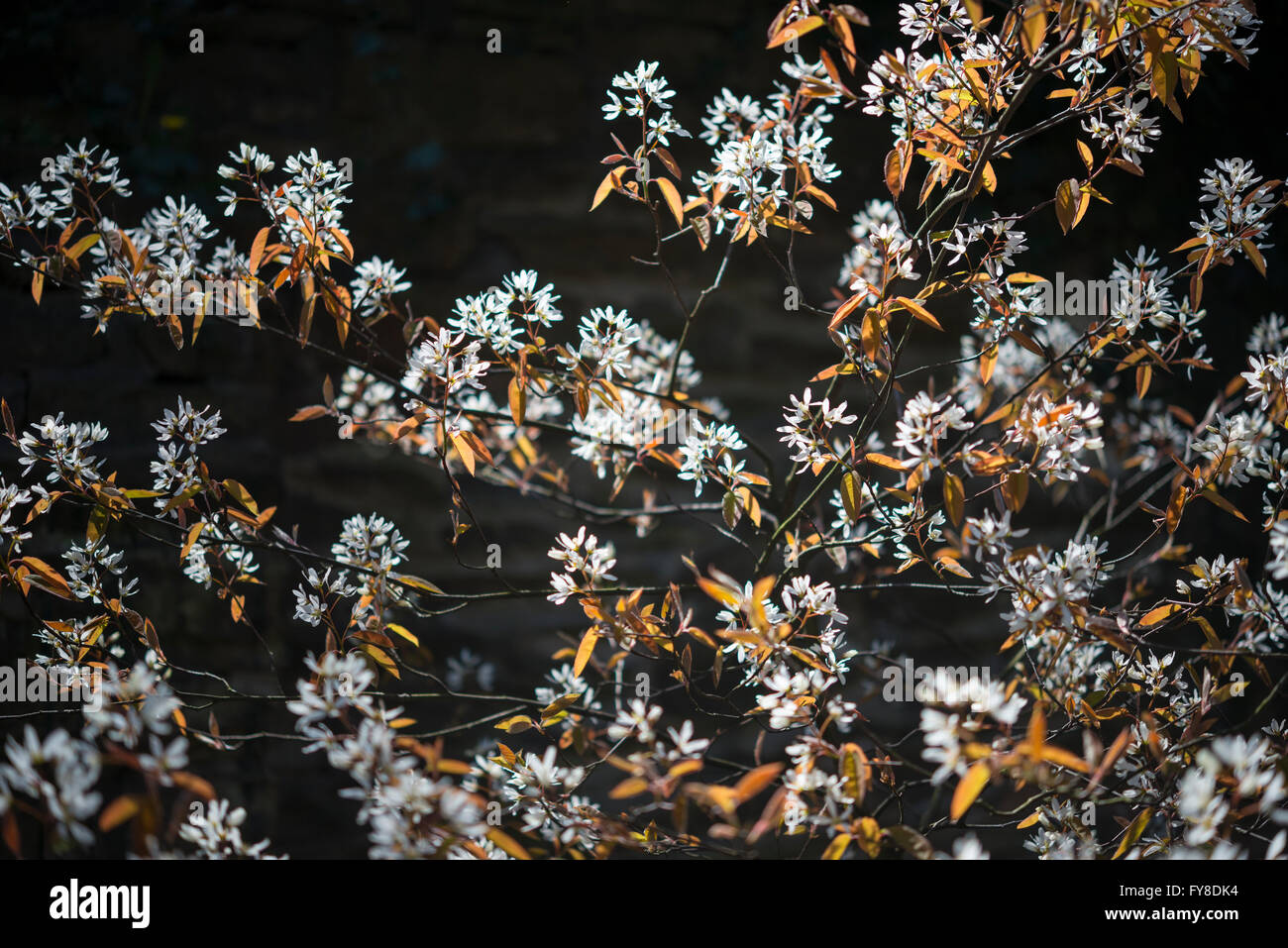 Amelanchier Lamarckii. An early spring flowering shrub with white flowers and new leaves glowing in spring sunlight. Stock Photo