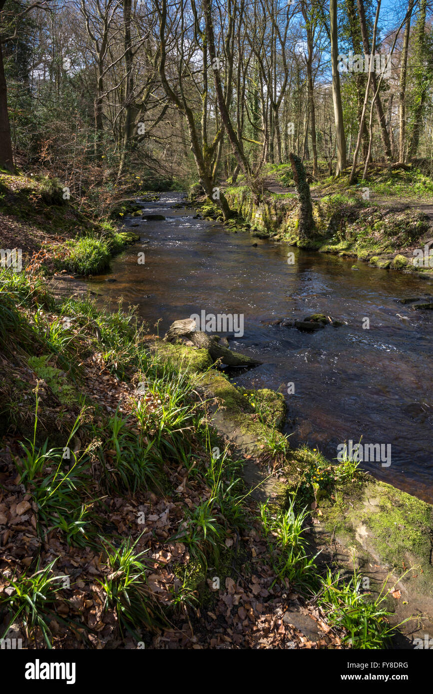 Rivelin Valley Spring Rivelin Valley Stock Photos & Rivelin Valley Stock Images - Alamy