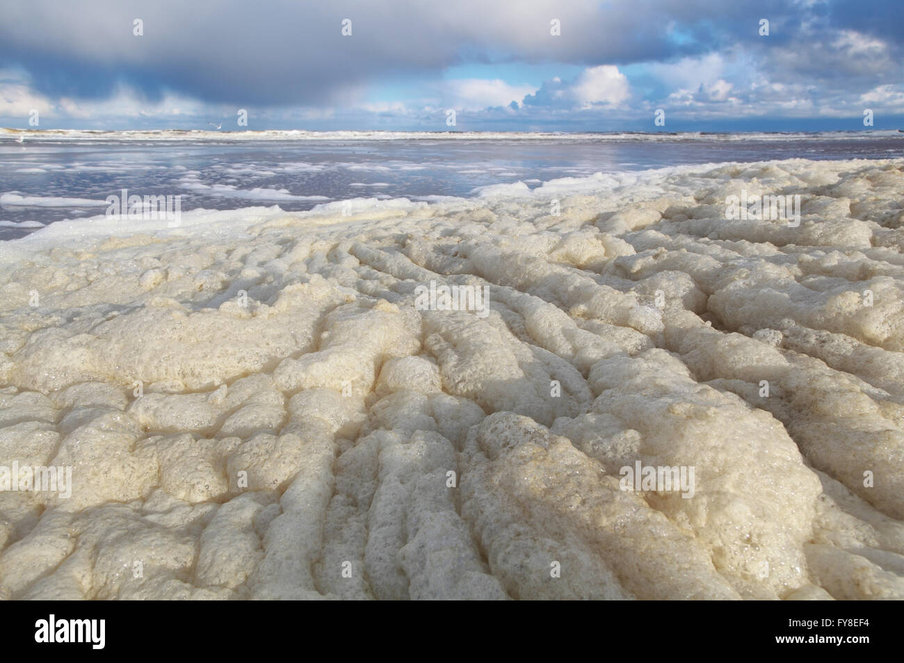 surf foam on beach after storm at North sea, Holland Stock Photo