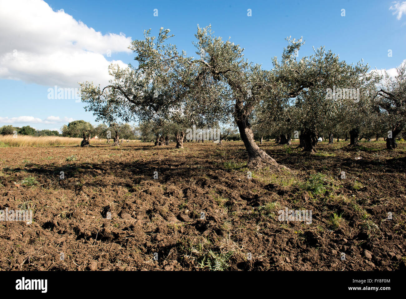 a field of olive trees in the late afternoon Stock Photo - Alamy