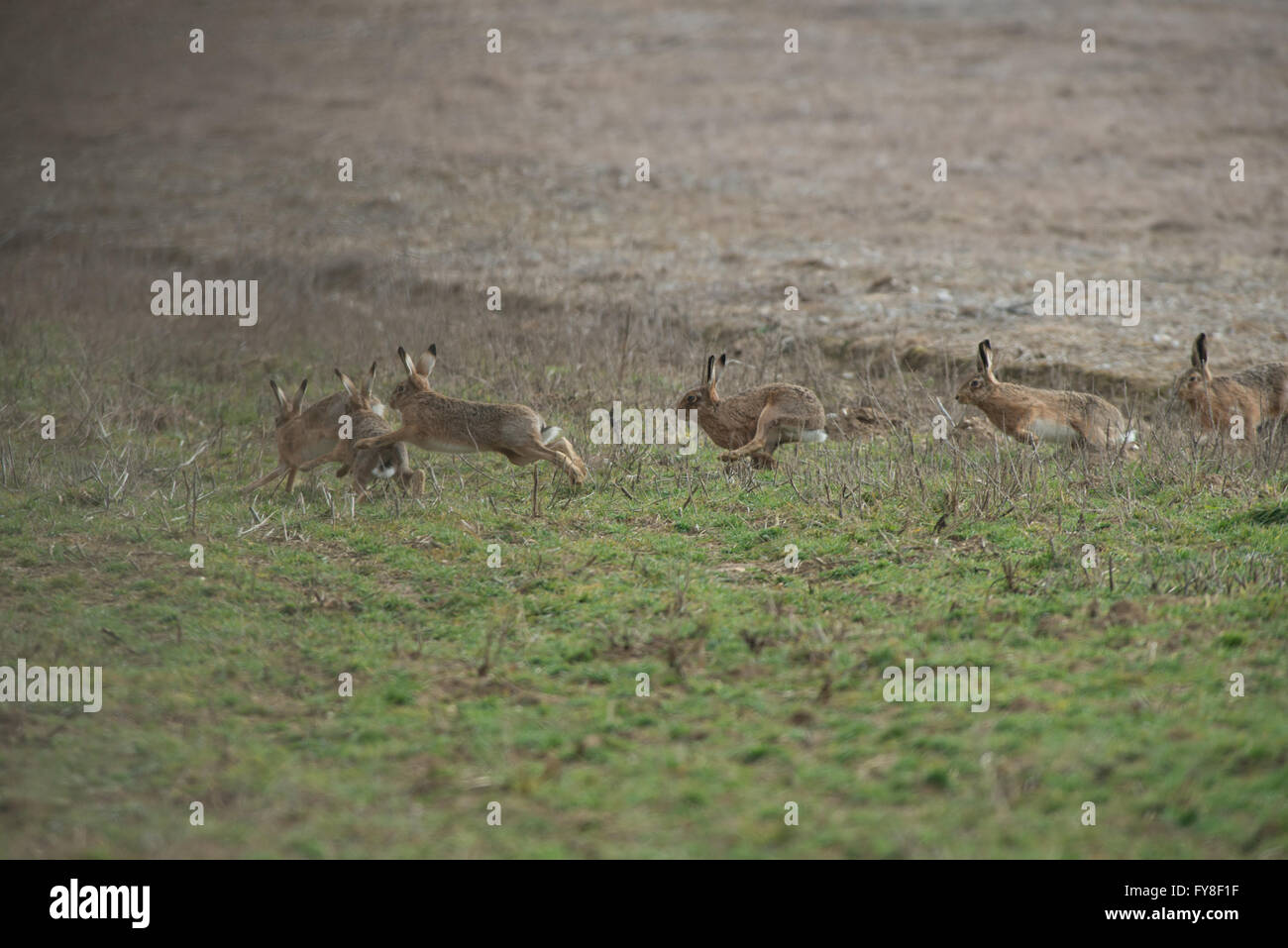A drove of Brown Hares- Lepus europaeus chase each other during courtship. Spring. Uk Stock Photo
