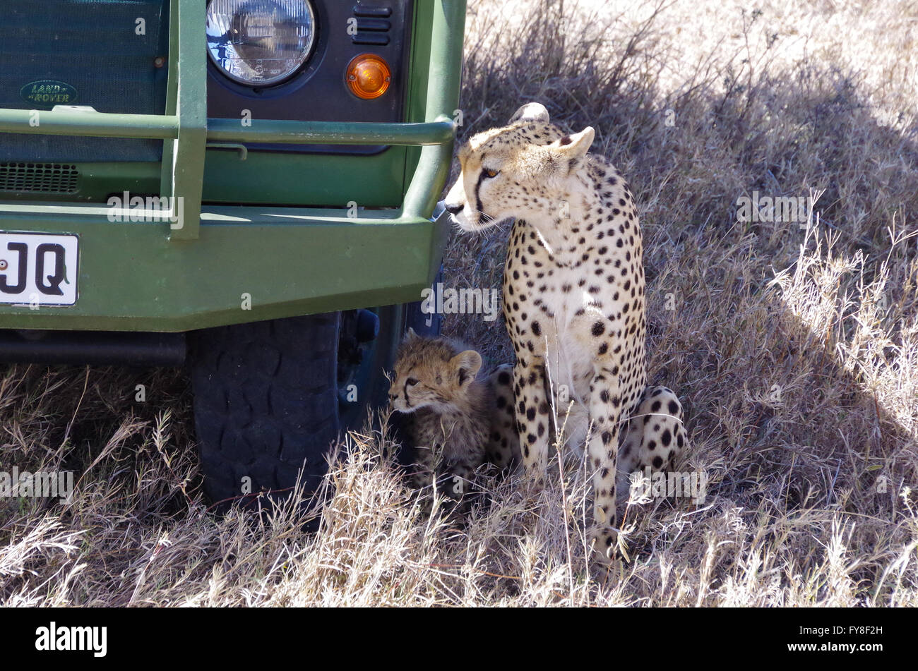 A cheetah with a cub sitting in the shade of safari vehicle in Serengeti, Tanzania Stock Photo