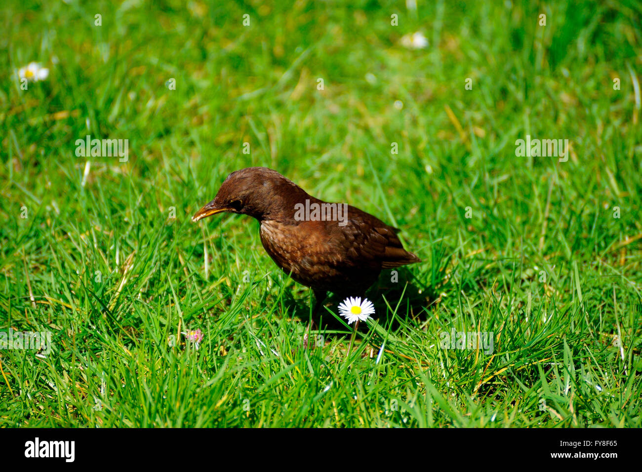 FEMALE BLACKBIRD COLLECTING FOOD FOR YOUNG Stock Photo