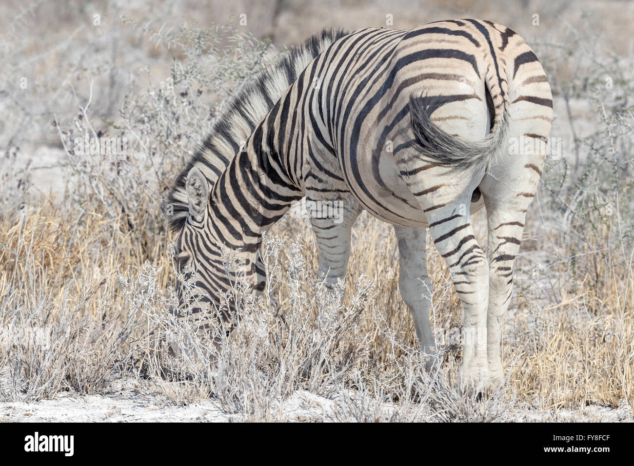 Plain's Zebra, Burchell's race, eating, Etosha National Park, Namibia Stock Photo