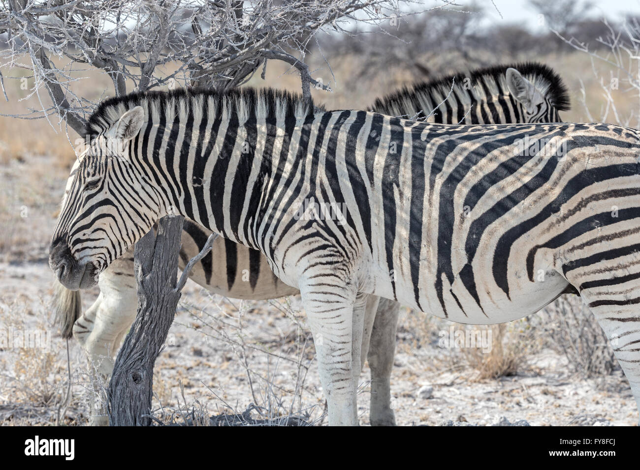Plain's Zebra, Burchell's race, standing in the shade, Etosha National Park, Namibia Stock Photo