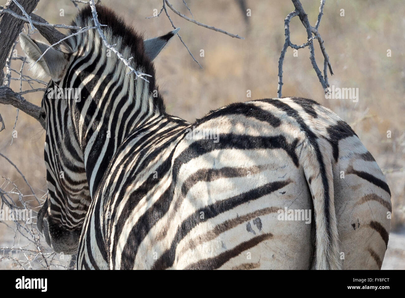 Plain's Zebra, Burchell's race, standing in the shade, Etosha National Park, Namibia Stock Photo