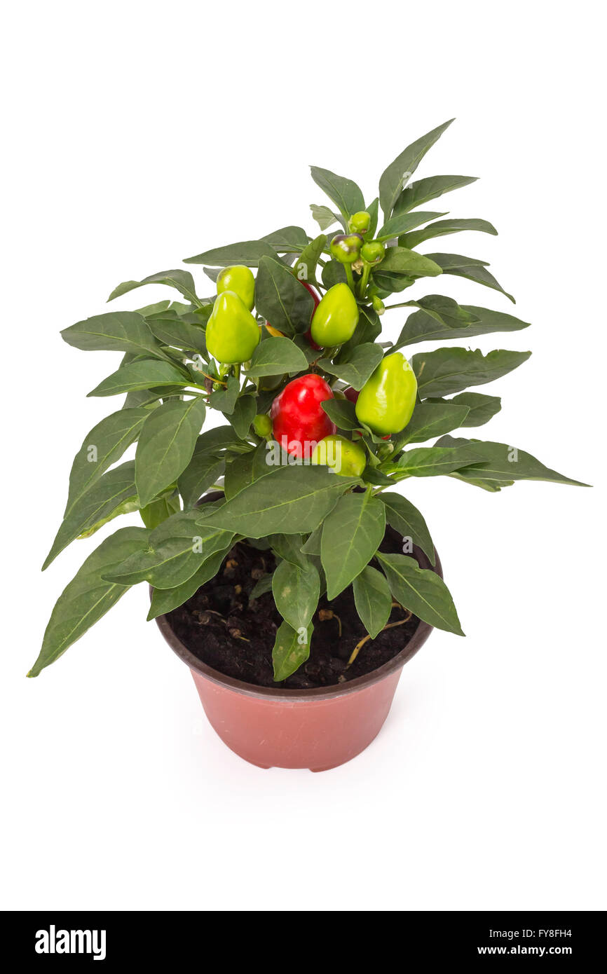 Bell pepper plant hires stock photography and images Alamy