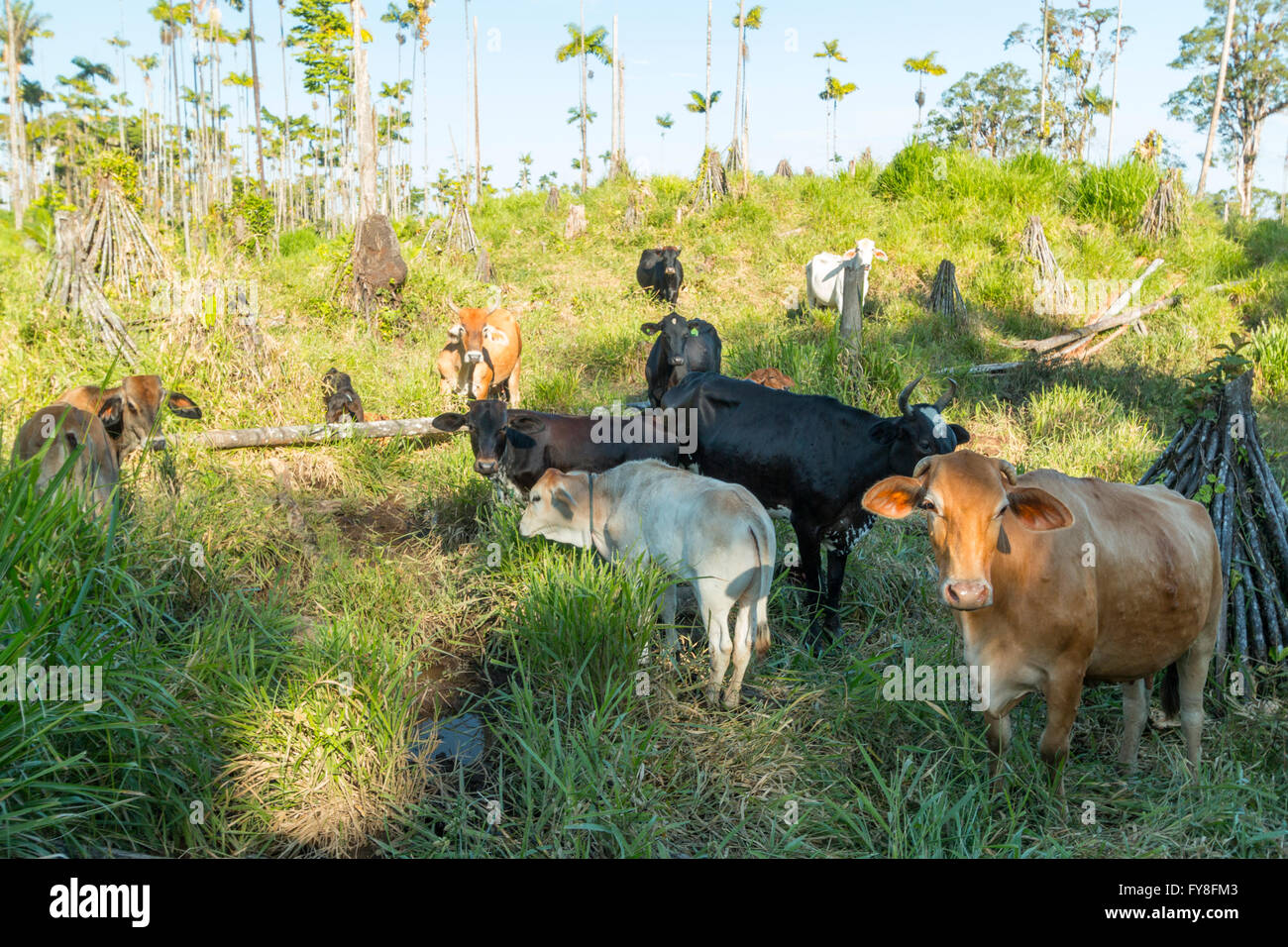 Cows in cattle pasture cut out of the rainforest in the Ecuadorian