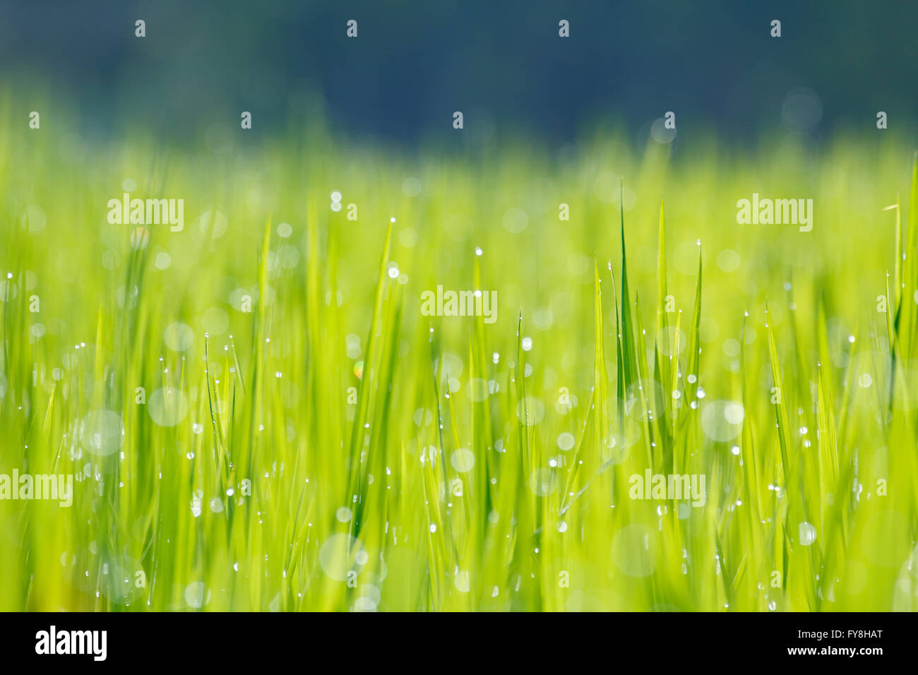 Dewdrop on paddy field in the morning (shallow depth of field) Stock Photo