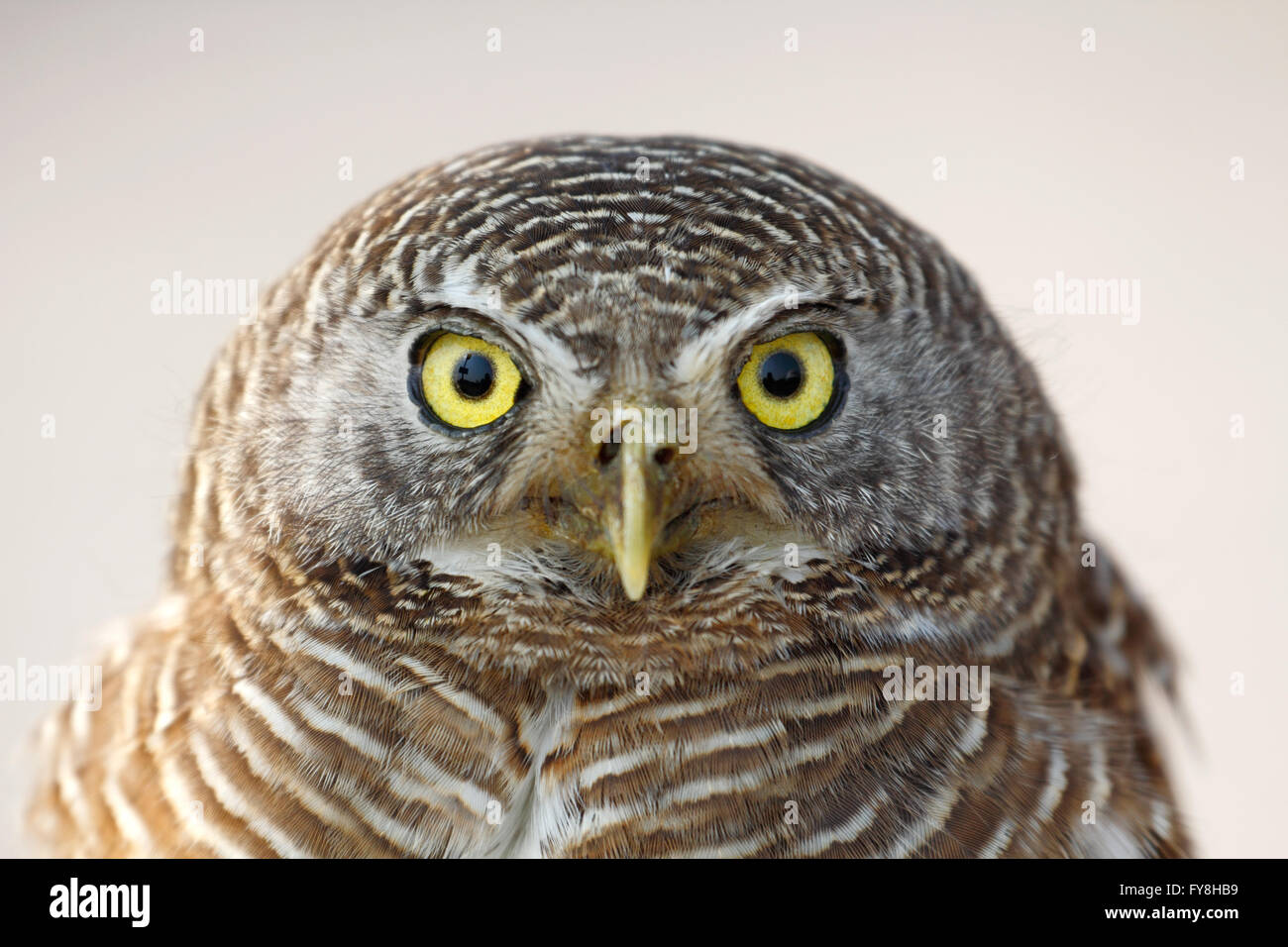 Asian barred owlet (Glaucidium cuculoides) from Southeast Asia Stock Photo