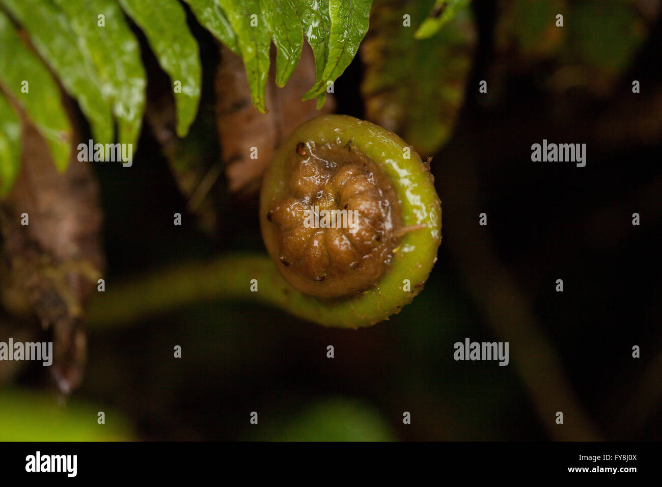 Curled young fern leaf hi-res stock photography and images - Alamy