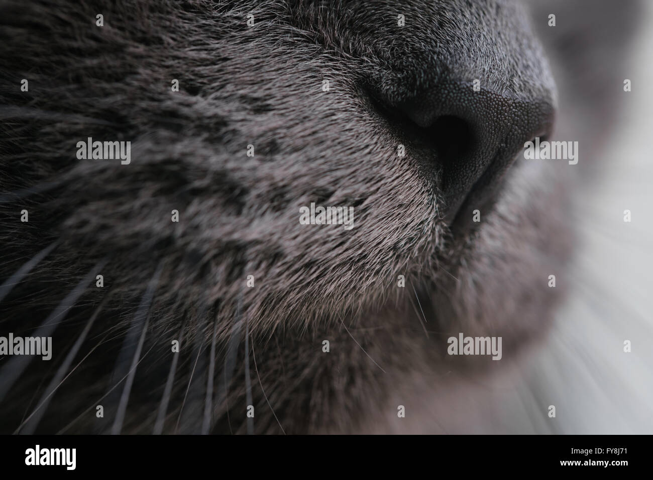 gray cat nose close up photo Stock Photo Alamy