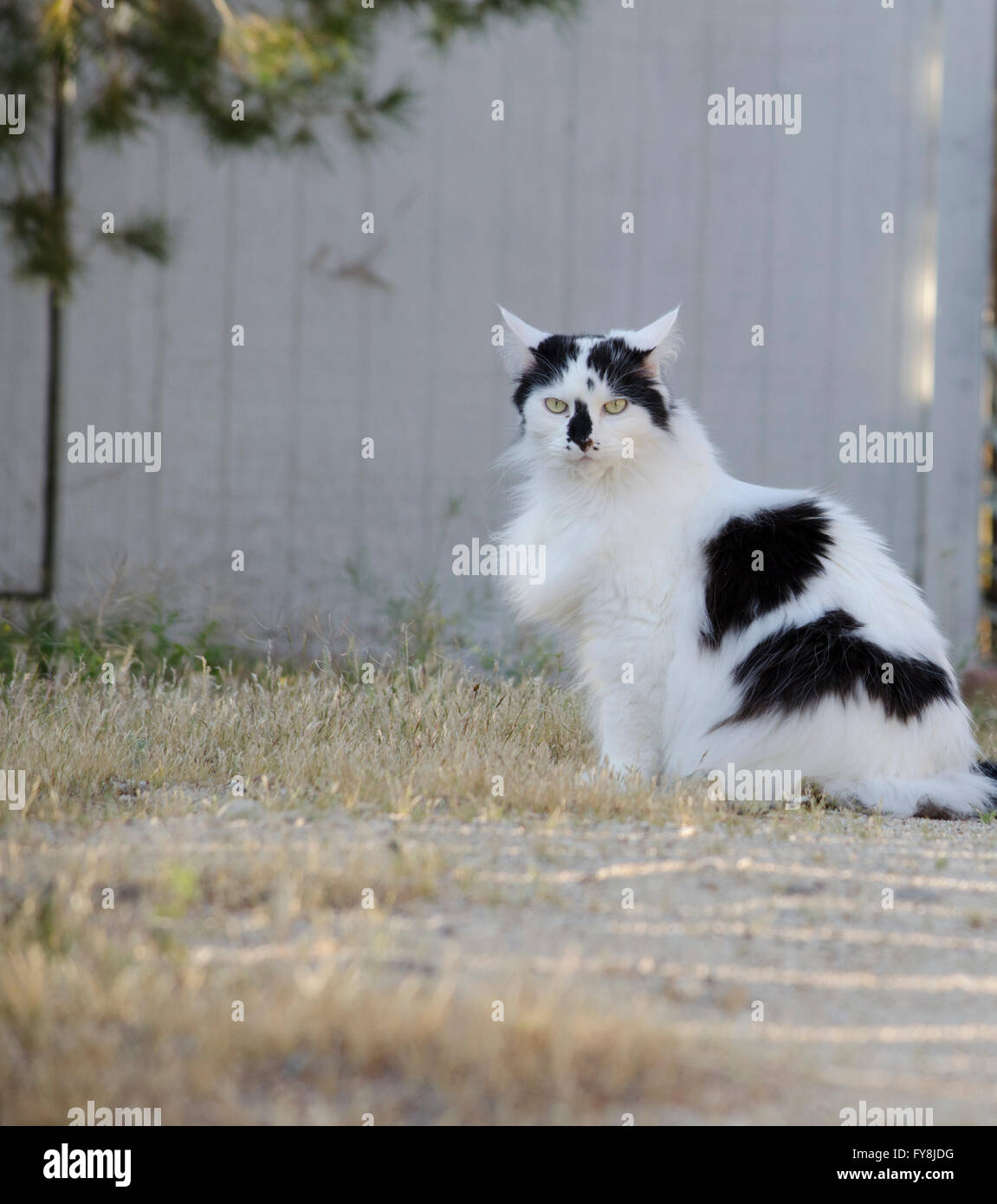 Black and white cat sitting on ground outside. Stock Photo