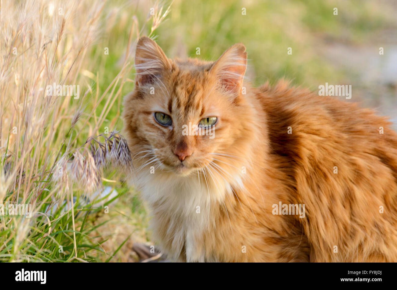 Orange And White Cat In Long Grass Looking Toward Camera Stock Photo Alamy