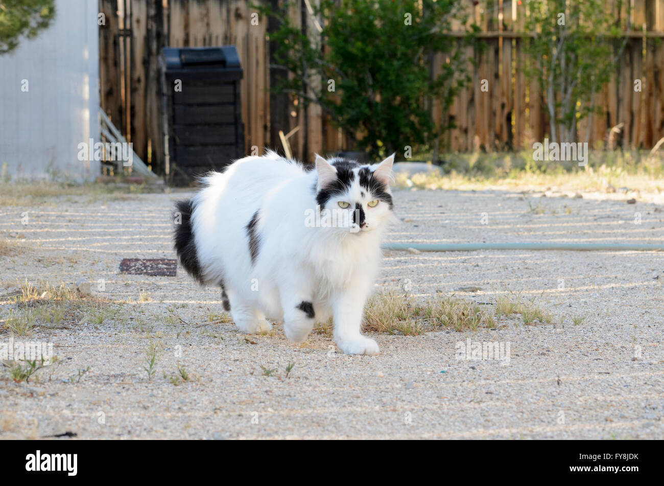 Black and white cat walking across yard Stock Photo - Alamy