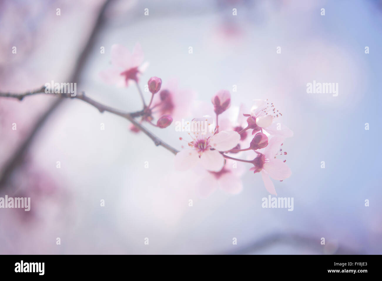 Cherry blossom in spring on tree branch in Japan color photo Stock ...