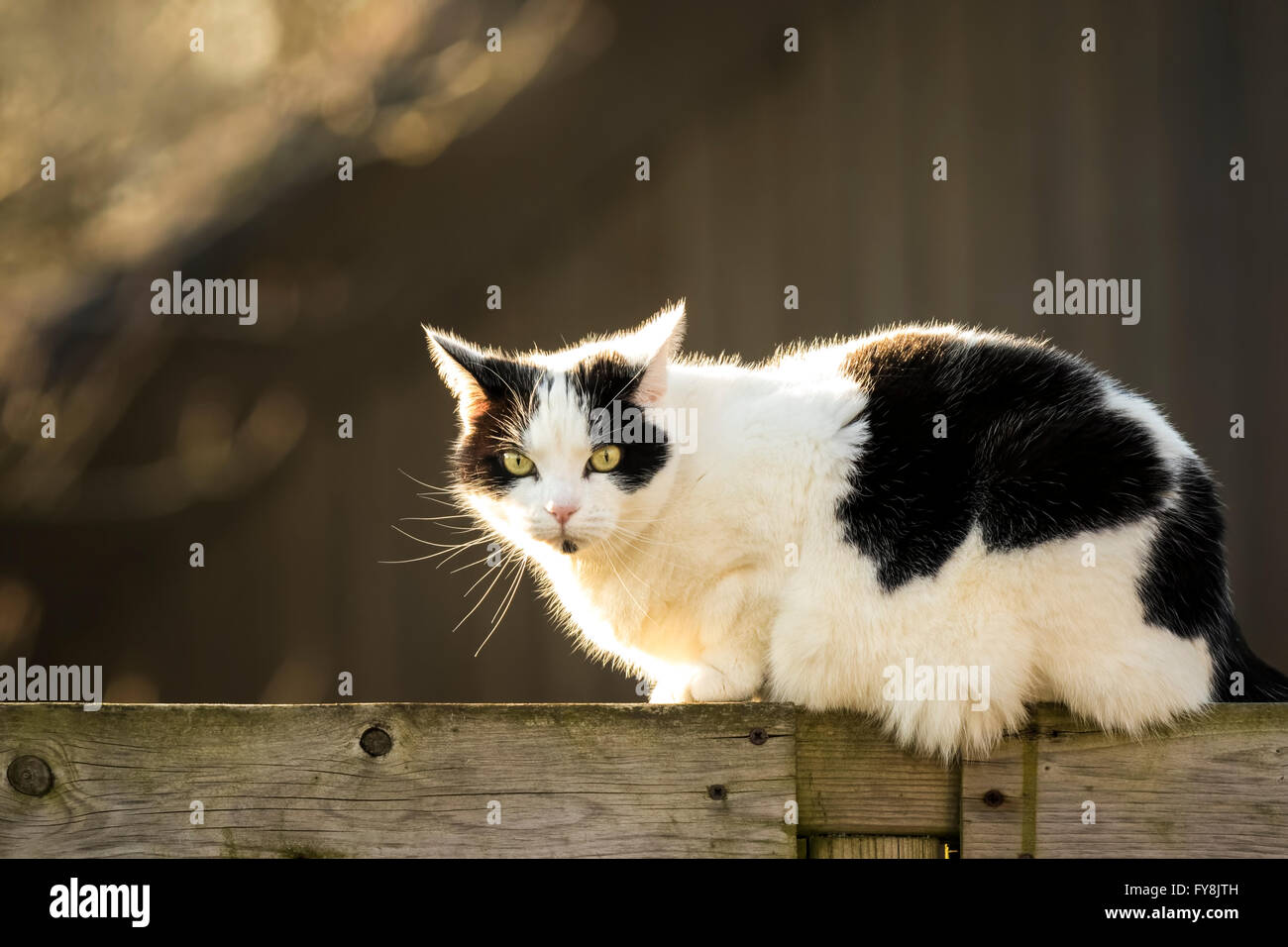 Black and white cat walking a fence in the garden next to the neighbors in the evening sunlight. Stock Photo