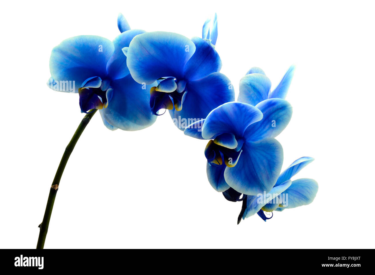 Orchid blue beautiful flower isolated on white background Stock Photo ...