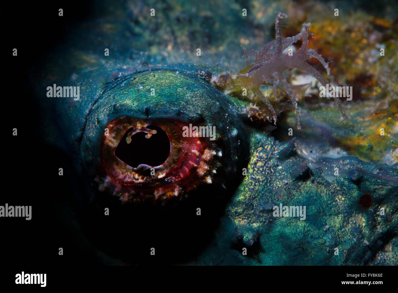 The Eye of a Devil Scorpionfish (Scorpaenopsis Diabola) . Macro. Stock Photo