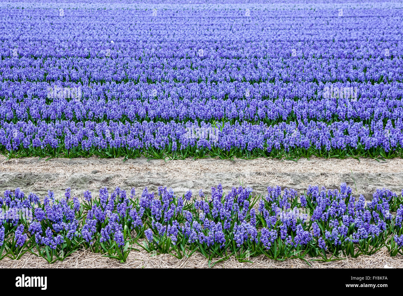 these fields with hyacinths in Amsterdam Stock Photo - Alamy