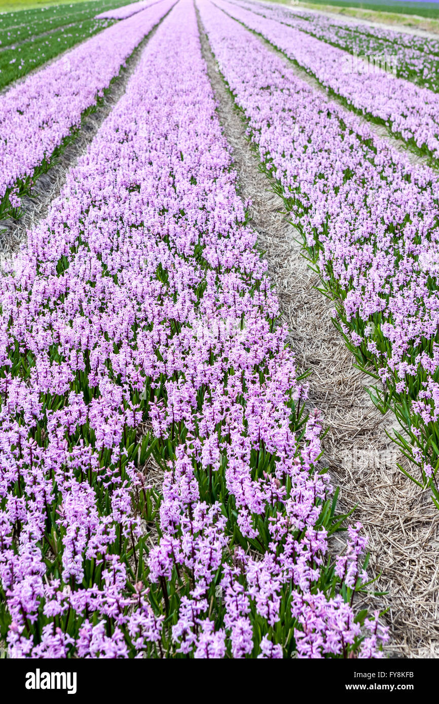 these fields with hyacinths in Amsterdam Stock Photo - Alamy