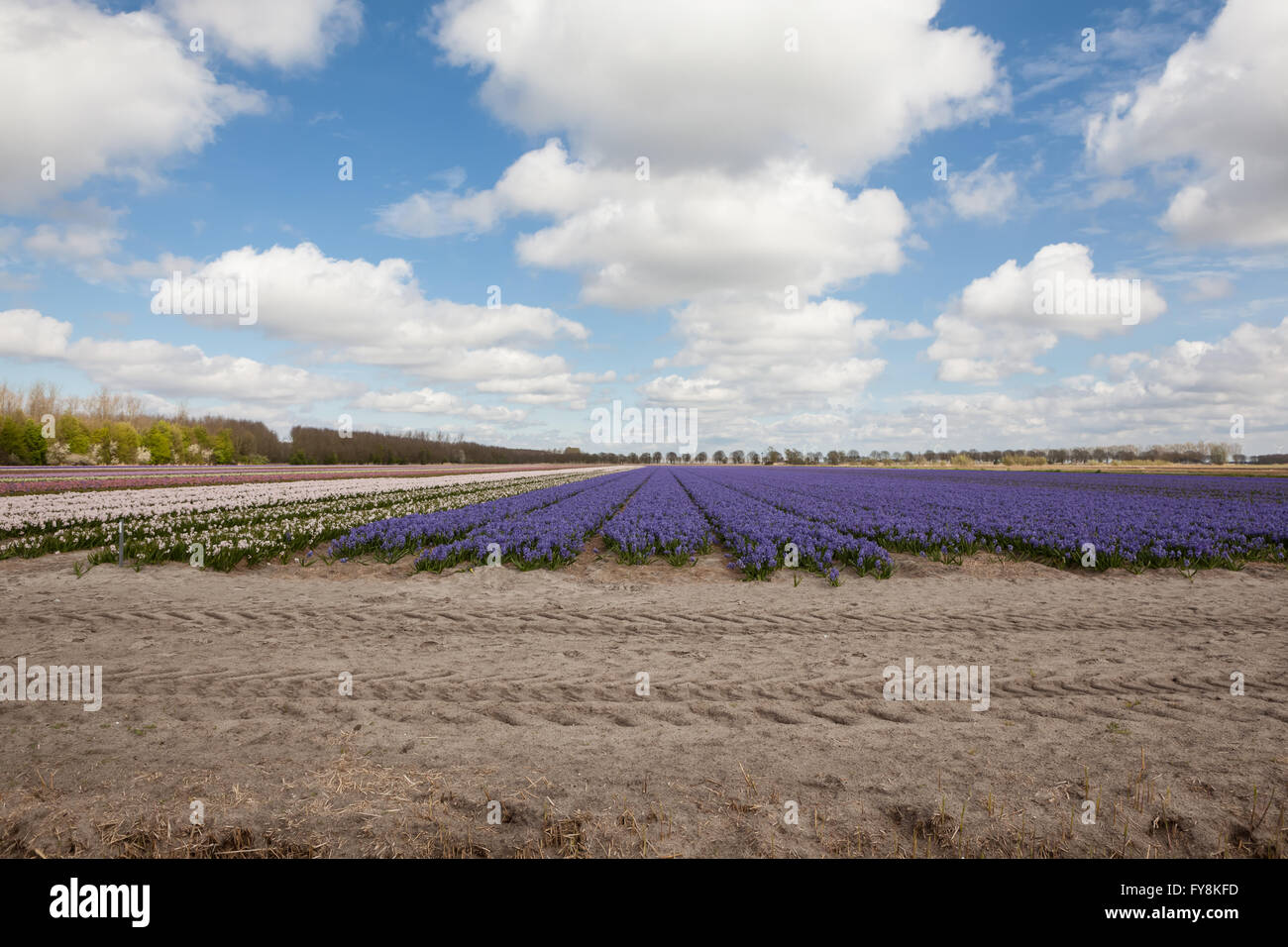 these fields with hyacinths in Amsterdam Stock Photo - Alamy
