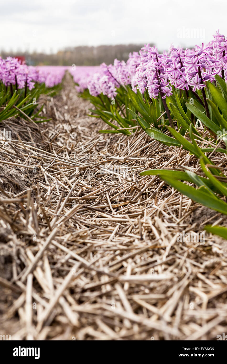 these fields with hyacinths in Amsterdam Stock Photo - Alamy